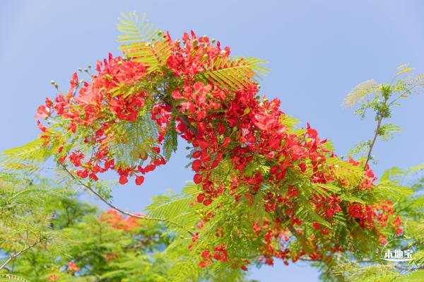 华侨城凤凰花