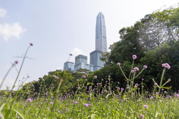 市民中心马鞭草