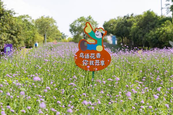 市民中心马鞭草