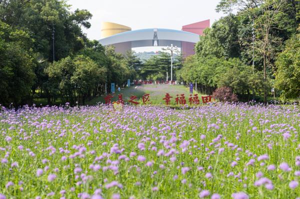 市民中心马鞭草