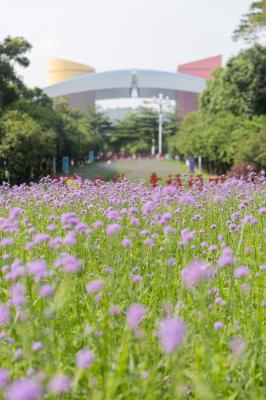 市民中心马鞭草