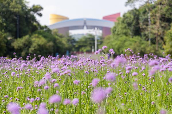 市民中心马鞭草