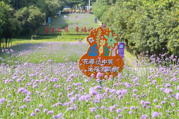 市民中心马鞭草