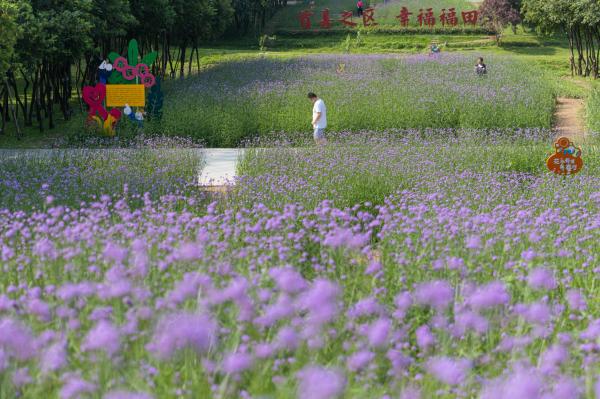 市民中心马鞭草