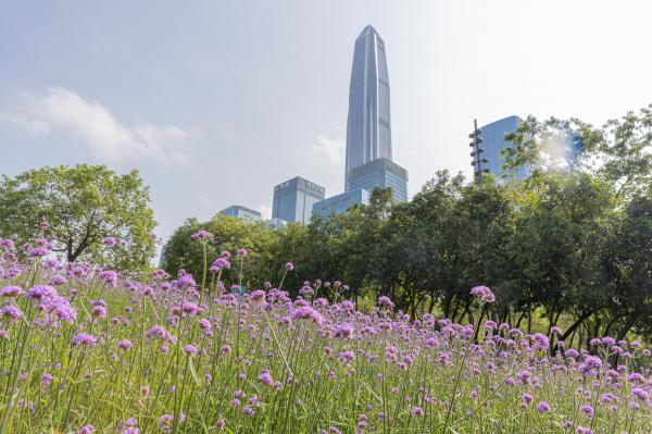 市民中心马鞭草