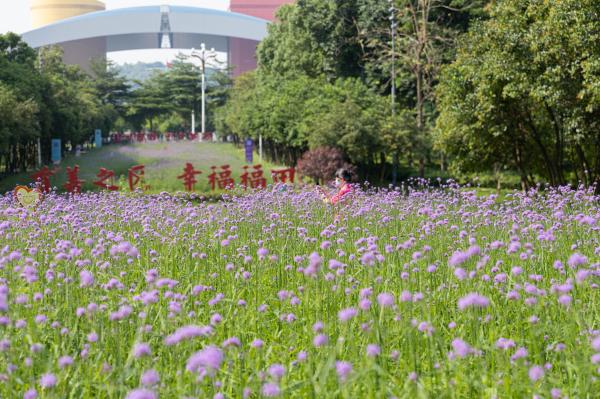 市民中心马鞭草