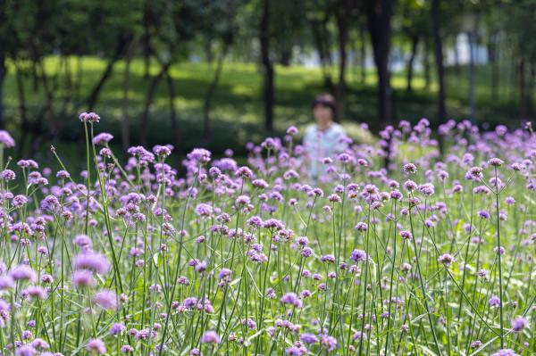 市民中心马鞭草