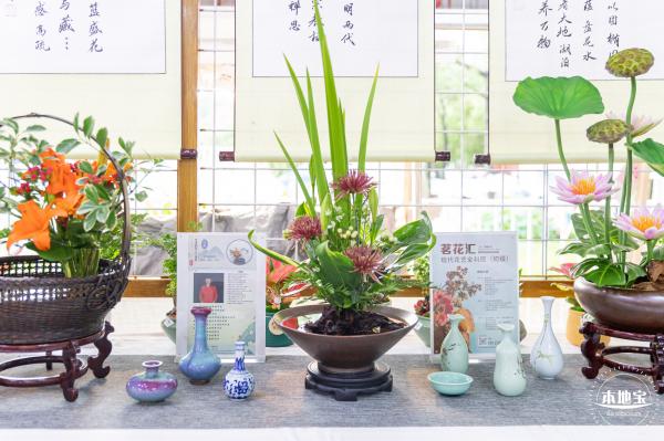 洪湖公园荷花