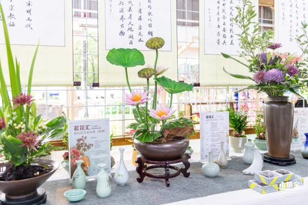 洪湖公园荷花