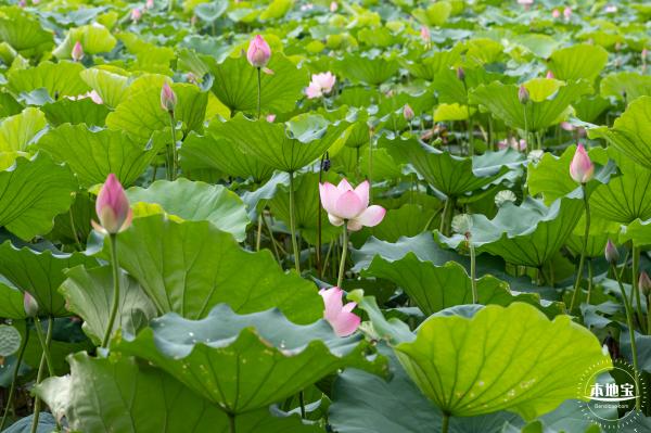 洪湖公园荷花