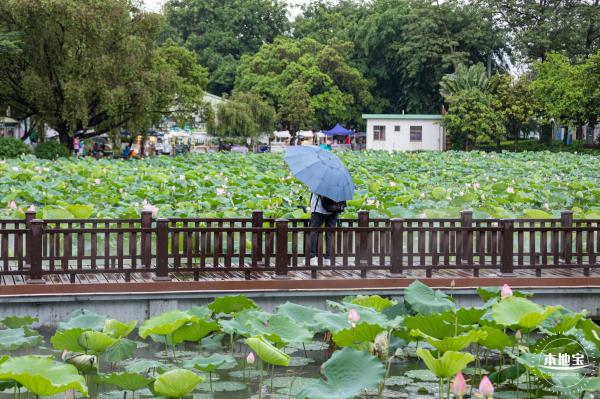 洪湖公园荷花