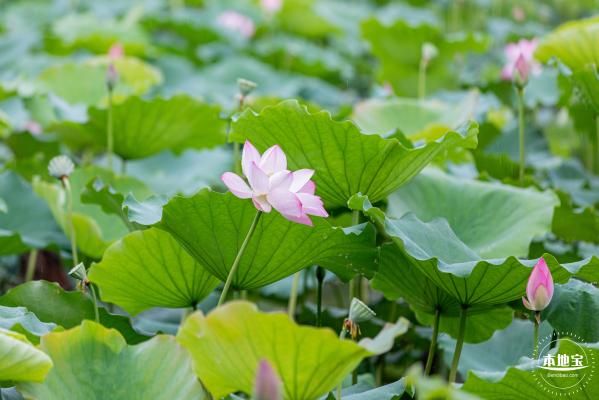 洪湖公园荷花