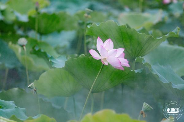 洪湖公园荷花