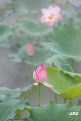 洪湖公园荷花