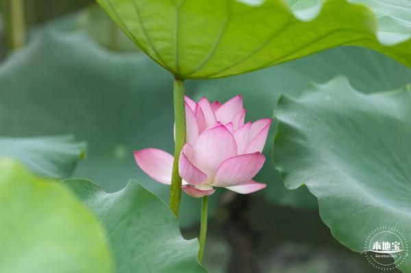 洪湖公园荷花