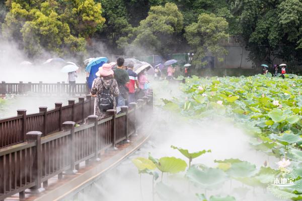 洪湖公园荷花