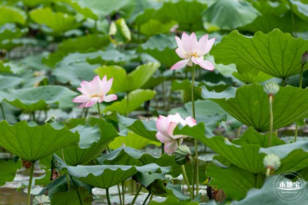 洪湖公园荷花