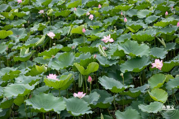洪湖公园荷花