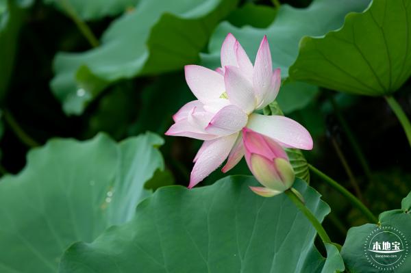 洪湖公园荷花