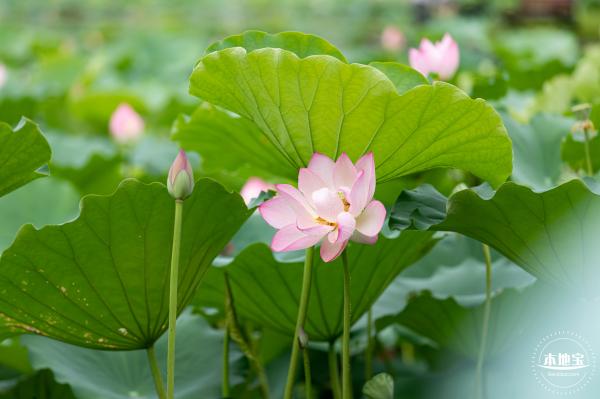 洪湖公园荷花