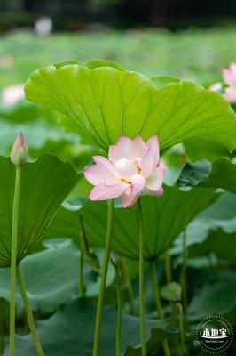 洪湖公园荷花