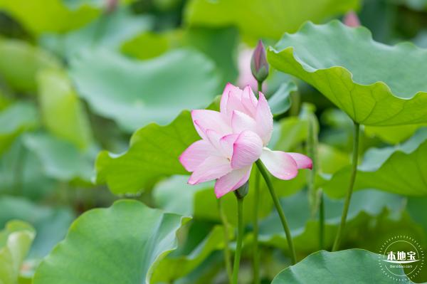 洪湖公园荷花