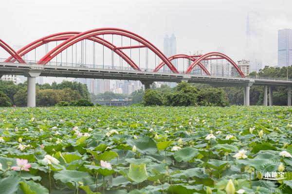 洪湖公园荷花