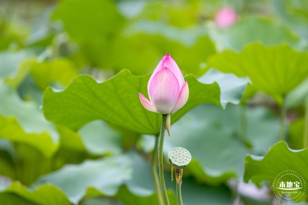 洪湖公园荷花
