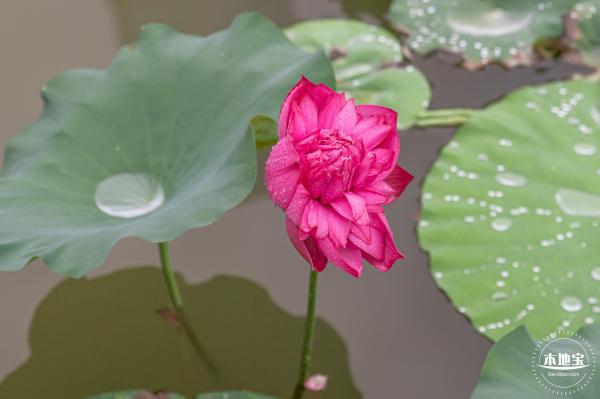 洪湖公园荷花