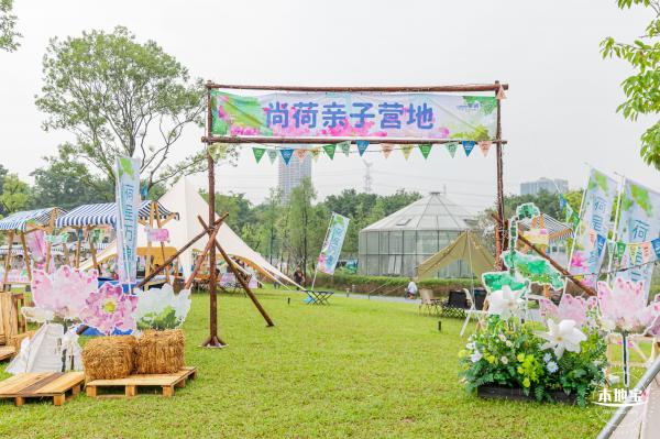 洪湖公园荷花