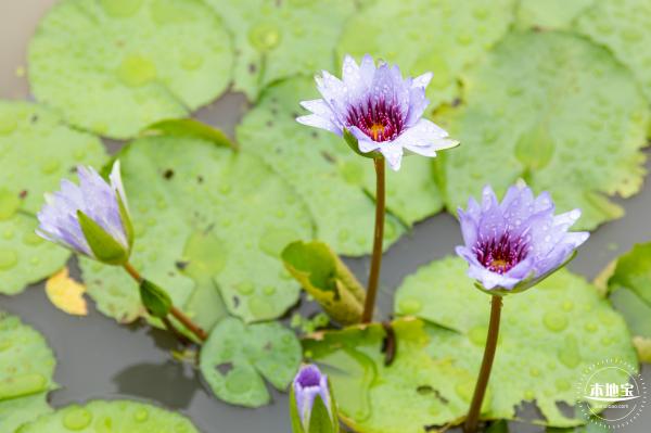 洪湖公园荷花