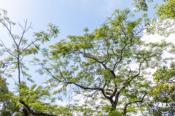 深圳森林体育公园