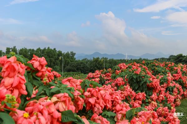 2023流花山花海