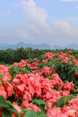2023流花山花海