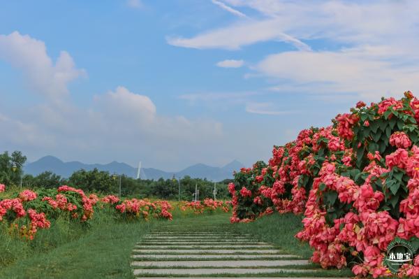 2023流花山花海