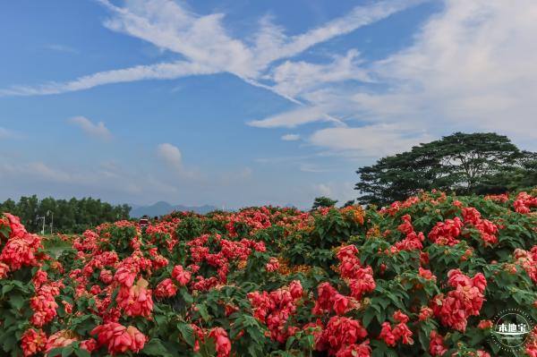 2023流花山花海