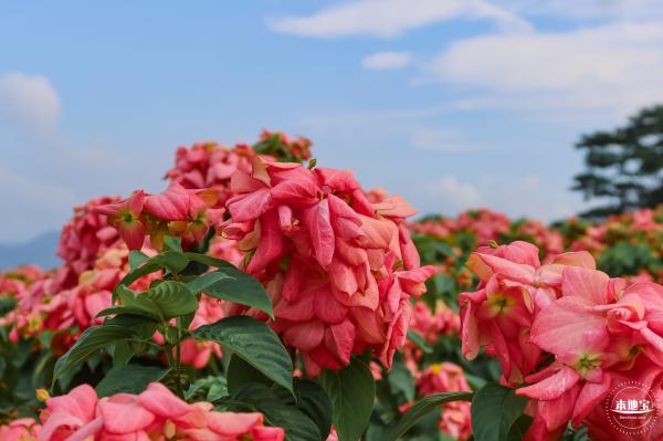2023流花山花海