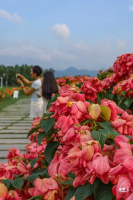 2023流花山花海