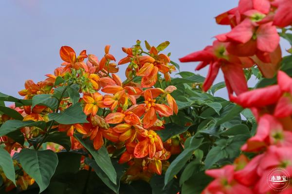 2023流花山花海