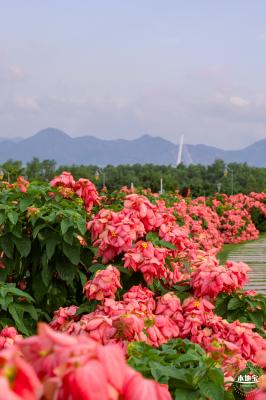 2023流花山花海
