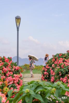 2023流花山花海