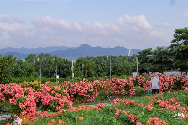 2023流花山花海