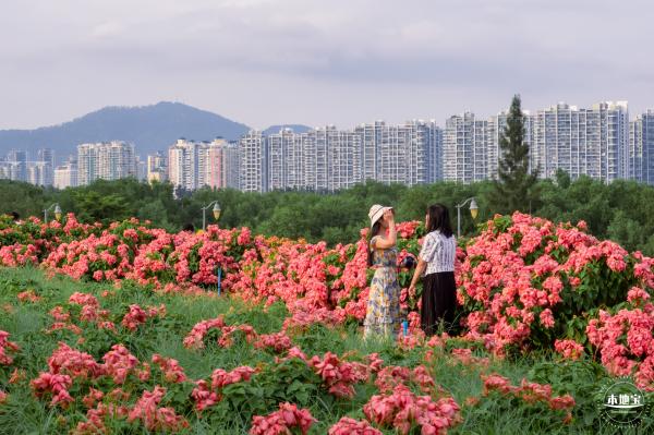 2023流花山花海