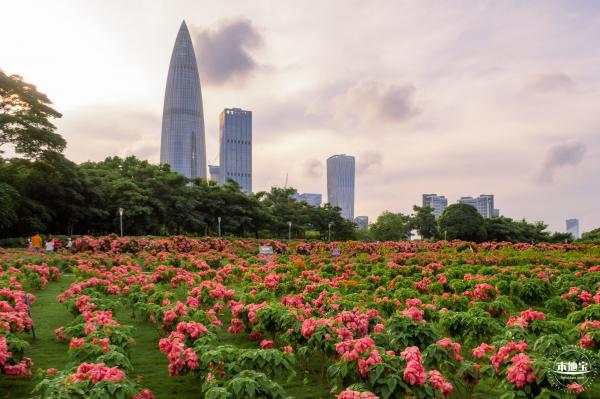 2023流花山花海