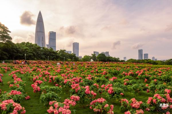 2023流花山花海
