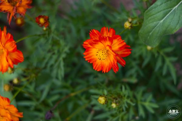 硫华菊花海