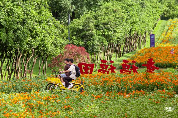 硫华菊花海