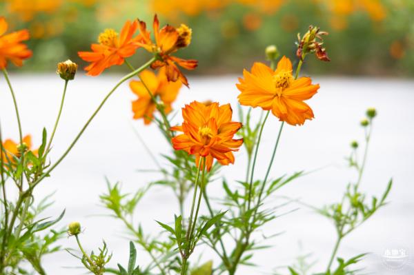 硫华菊花海