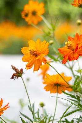硫华菊花海