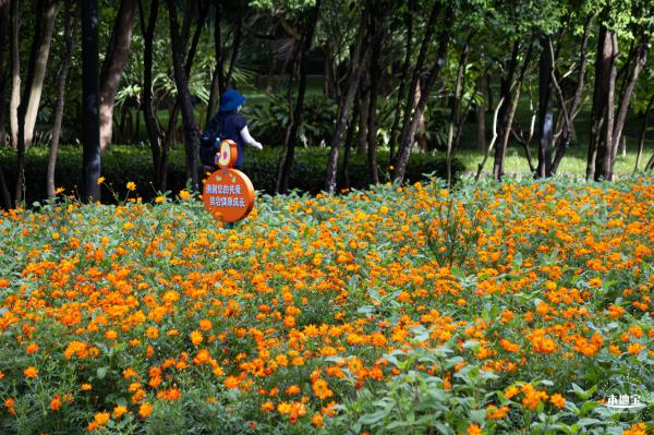 硫华菊花海